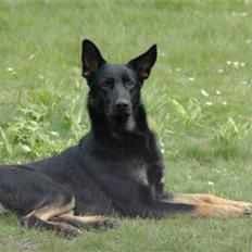 Schæferhund Nico af Skovvang