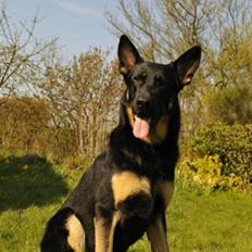 Schæferhund Rex af Skovvang