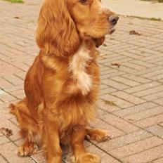 Cocker spaniel Sussi
