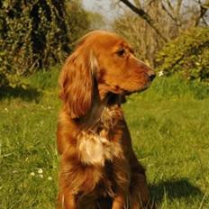 Cocker spaniel Sussi