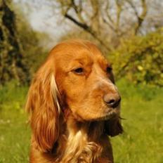 Cocker spaniel Sussi