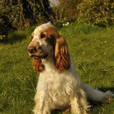 Cocker spaniel Nuggi