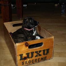 Blanding af racer Emma