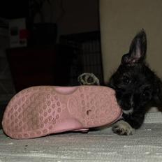 Blanding af racer Emma