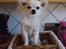 Chihuahua Pablo