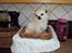Chihuahua Pablo