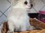 Chihuahua Pablo