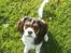 Cavalier king charles spaniel Tilde - Tilde nu 6måneder gammel :D