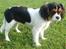 Cavalier king charles spaniel Tilde - 6måneder