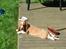 Basset hound Wilma - Her hersker jeg-på min terrasse i mit sommerhus ..!! :D 