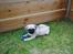 Mops Jackson *R.I.P* :'( - 29-07-10