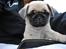 Mops Jackson *R.I.P* :'( - 29-07-10