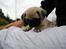 Mops Jackson *R.I.P* :'( - 29-07-10