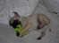 Mops Jackson *R.I.P* :'( - 31-07-10