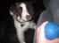 Engelsk springer spaniel - Messi.