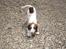 Engelsk springer spaniel - Messi.