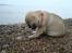 Mops Jackson *R.I.P* :'( - 31-07-10