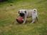 Mops Jackson *R.I.P* :'( - 04-08-10