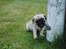 Mops Jackson *R.I.P* :'( - Der er bare et aller andet ved flagstangens bolt. 04-08-10