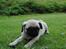 Mops Jackson *R.I.P* :'( - 04-08-10