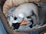 Mops Jackson *R.I.P* :'( - Her ligger han med sin yndlings bamse. 04-08-10