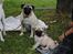 Mops Jackson *R.I.P* :'( - Tyson og Jackson. 15-08-10