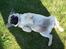 Mops Jackson *R.I.P* :'( - 06-09-10