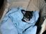 Chihuahua Nano 'Tass' Enzo (Udstationeret) - Jeg sov heeele vejen hjem i bilen...