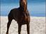 Dobermann Master Mia V Masterhof - April 2011