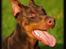 Dobermann Master Mia V Masterhof