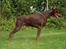 Dobermann Master Mia V Masterhof