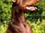 Dobermann Master Mia V Masterhof