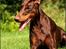 Dobermann Master Mia V Masterhof