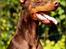 Dobermann Master Mia V Masterhof