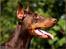 Dobermann Master Mia V Masterhof