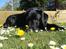 Labrador retriever Charlie