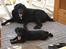 Labrador retriever Charlie - Charlie sammen med Onkel Luffe, som deværre ikke lever mere...