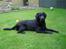 Labrador retriever Charlie - Smukke Charlie i haven.