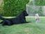 Labrador retriever Charlie - Leger med kaninen.