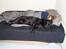 Labrador retriever Charlie - Putter med mor i sengen.