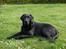 Labrador retriever Charlie - I haven.