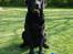 Labrador retriever Charlie - Charlie med sin KONG...