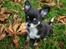 Chihuahua Nano 'Tass' Enzo (Udstationeret) - Ihhhh hvor er det fantastisk at fange blade der flyver rundt i haven...