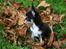 Chihuahua Nano 'Tass' Enzo (Udstationeret) - SCHHHYYHH, hvad var dét?? En fugl der sagde sjovt...