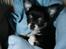 Chihuahua Nano 'Tass' Enzo (Udstationeret)
