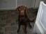 Labrador retriever chivas<33 R.I.P :'( :'(