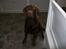 Labrador retriever chivas<33 R.I.P :'( :'(
