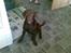 Labrador retriever chivas<33 R.I.P :'( :'(