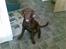 Labrador retriever chivas<33 R.I.P :'( :'(