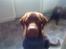 Labrador retriever chivas<33 R.I.P :'( :'(